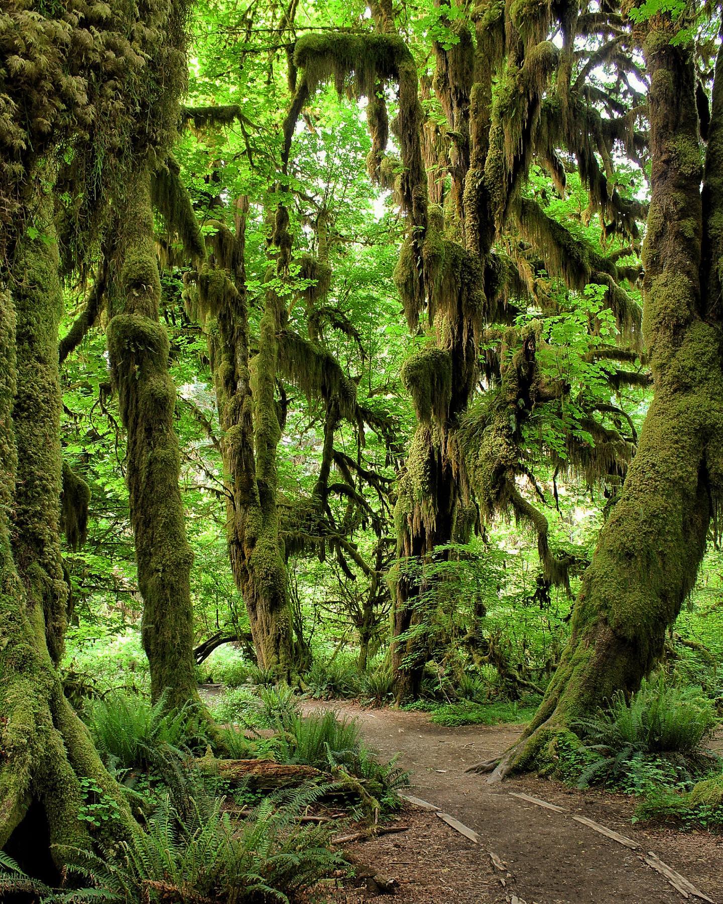 Ashley | Hoh Rainforest | 16 June 2021