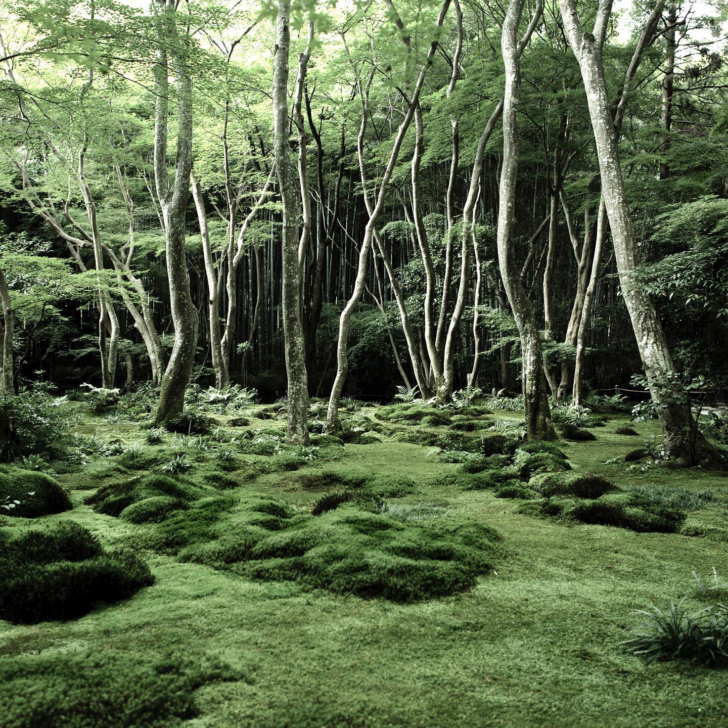 Thomas Kierok | Kyoto, Japan