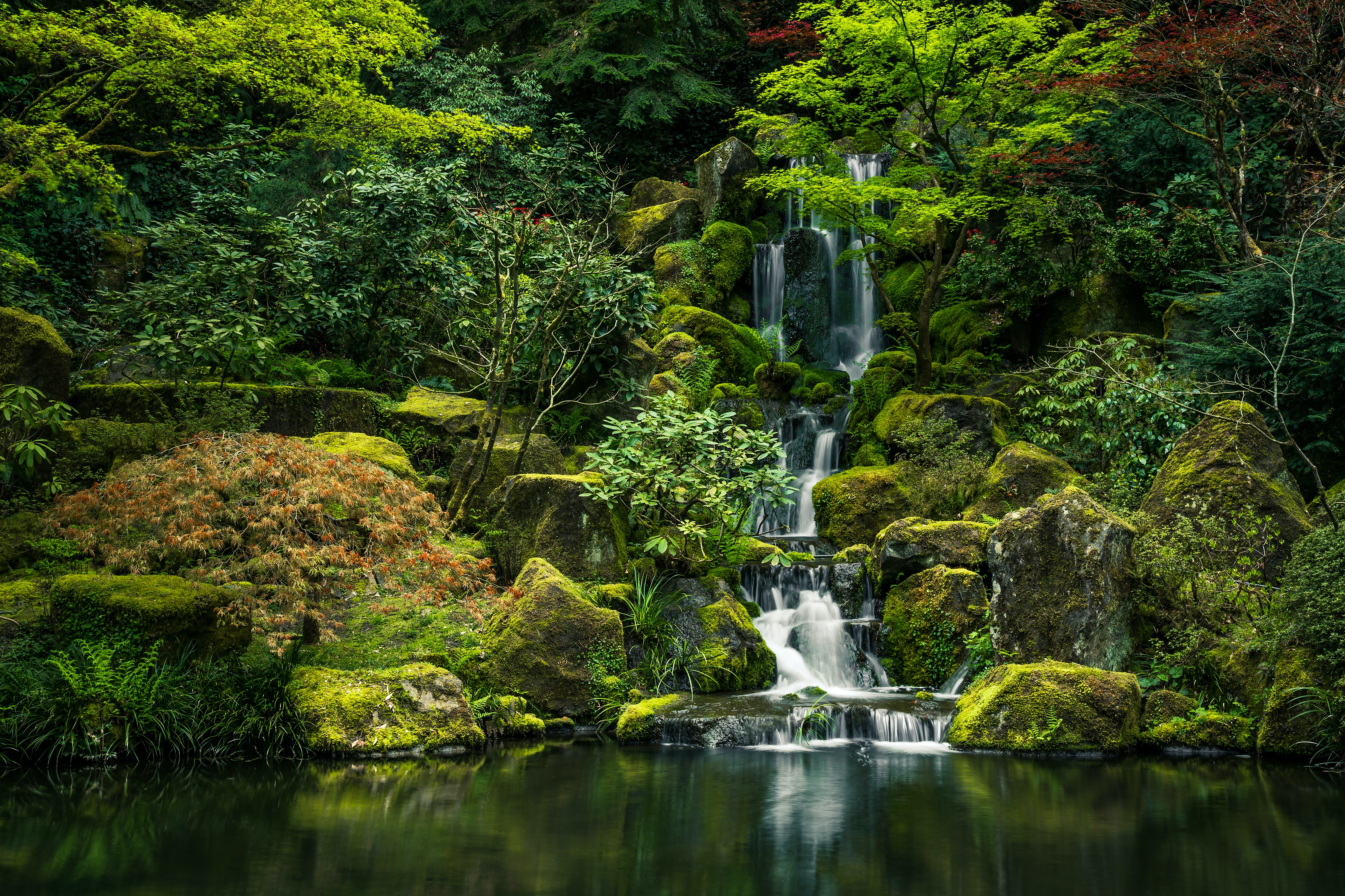 Cody Weaver | Japanese Garden, Portland, Oregon | 19 February 2020